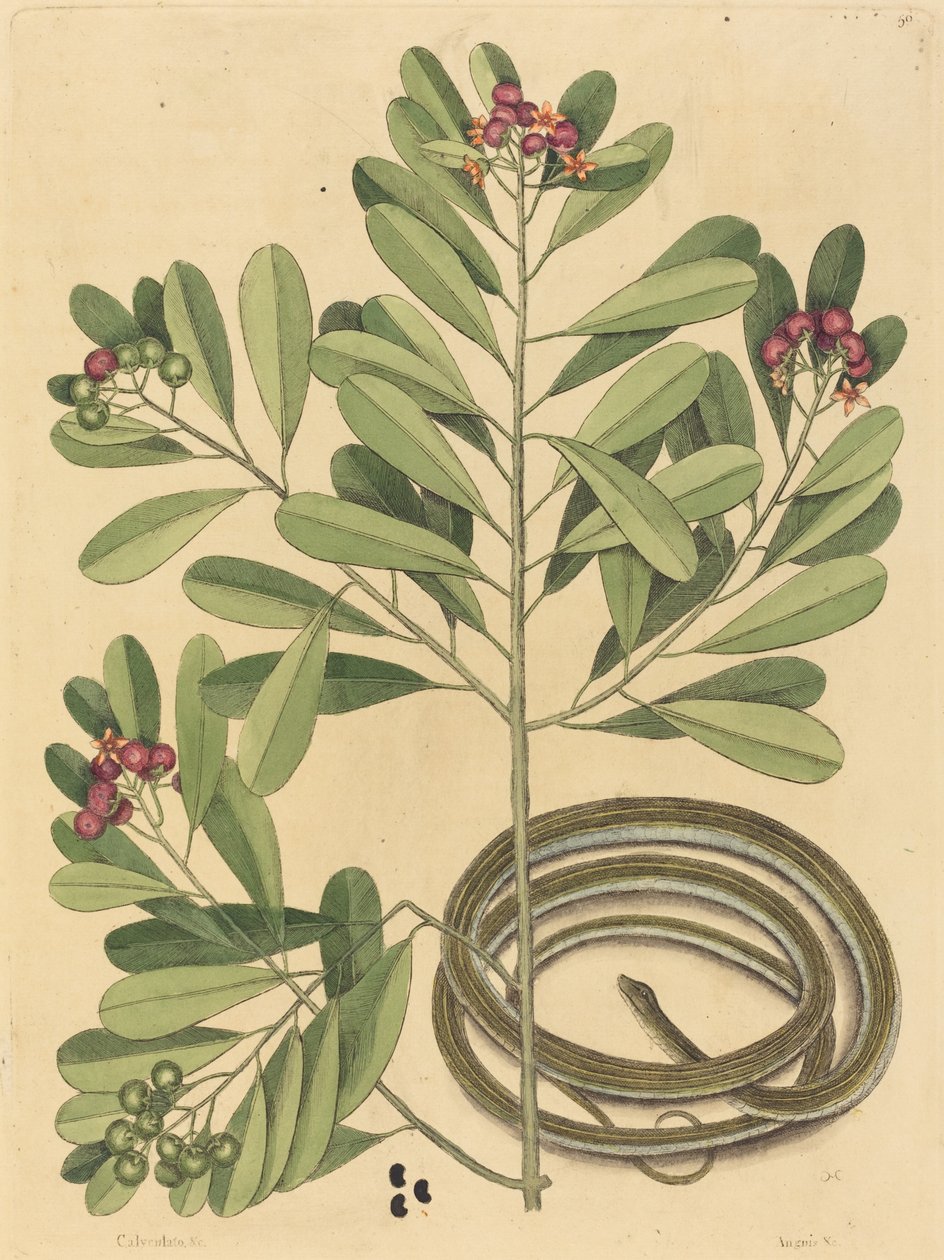 The Ribbon Snake Coluber saurita, publikoval 1731-1743. od Mark Catesby