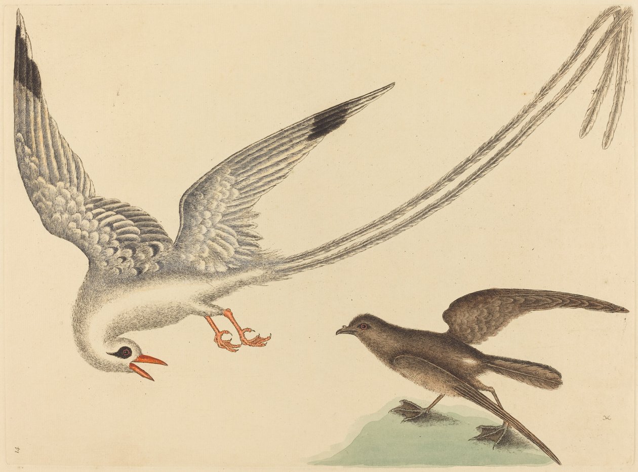 Rýžový pták Emberiza oryzivora, publikovaný 1731-1743. od Mark Catesby