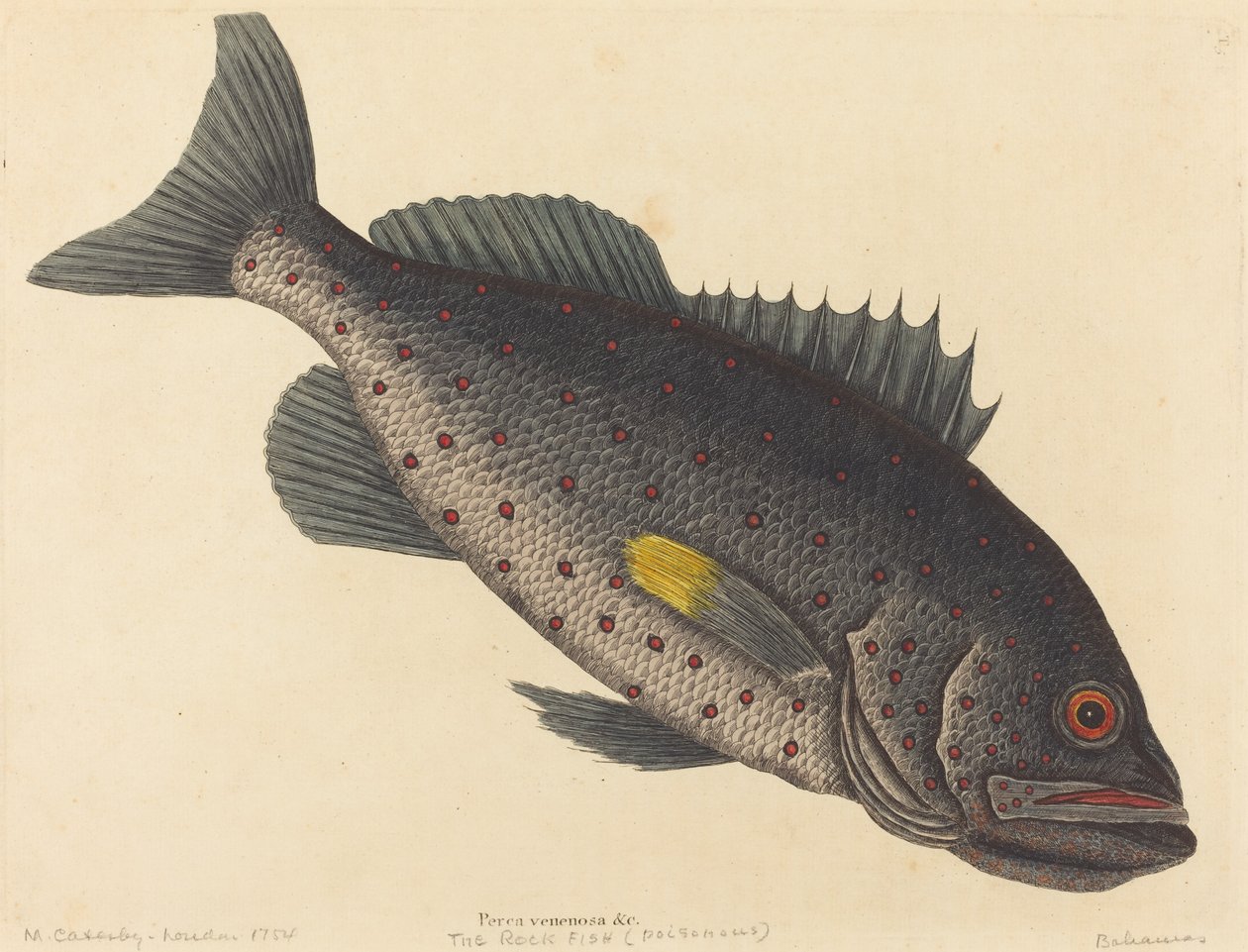 The Rock Fish Perca venenosa, publikoval 1754. od Mark Catesby