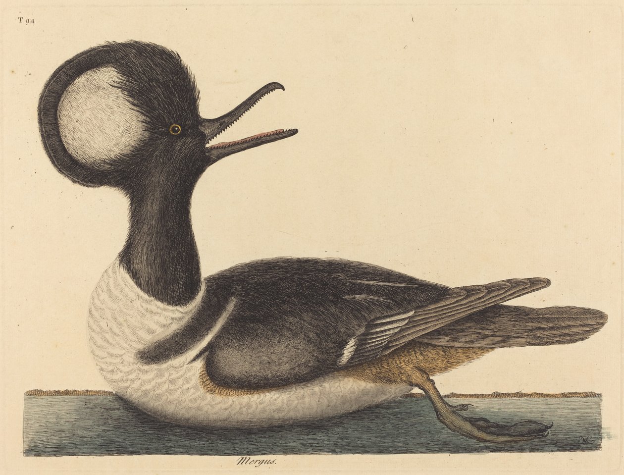 Kulatá kachna chocholatá Mergus cucullatus, vydaná 1731-1743. od Mark Catesby