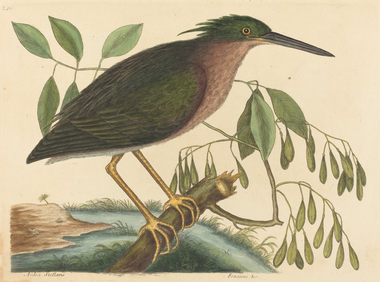 bukač malý (Ardea virescens) od Mark Catesby