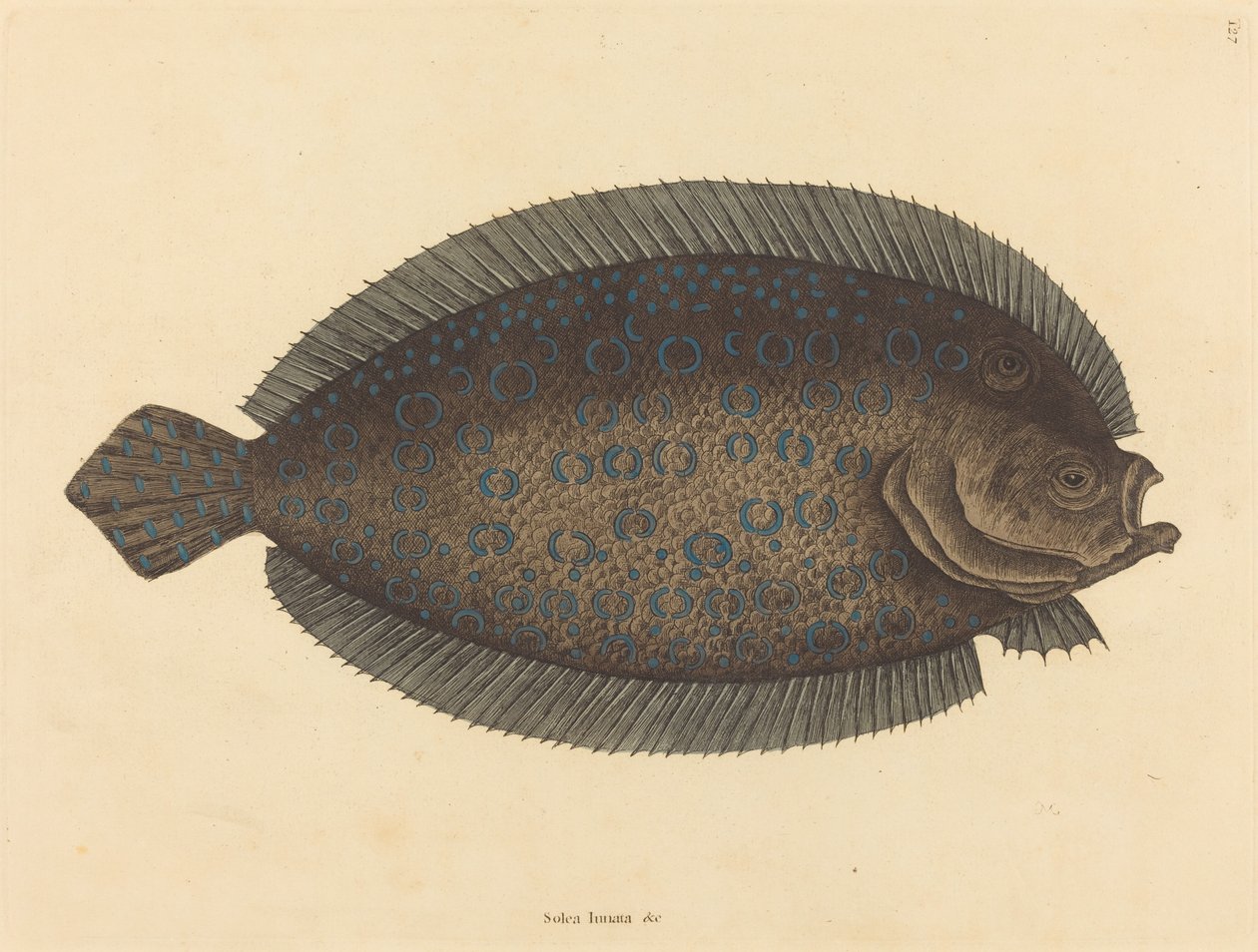 The Sole Pleuronectes lunatus, publikovaný 1731-1743. od Mark Catesby