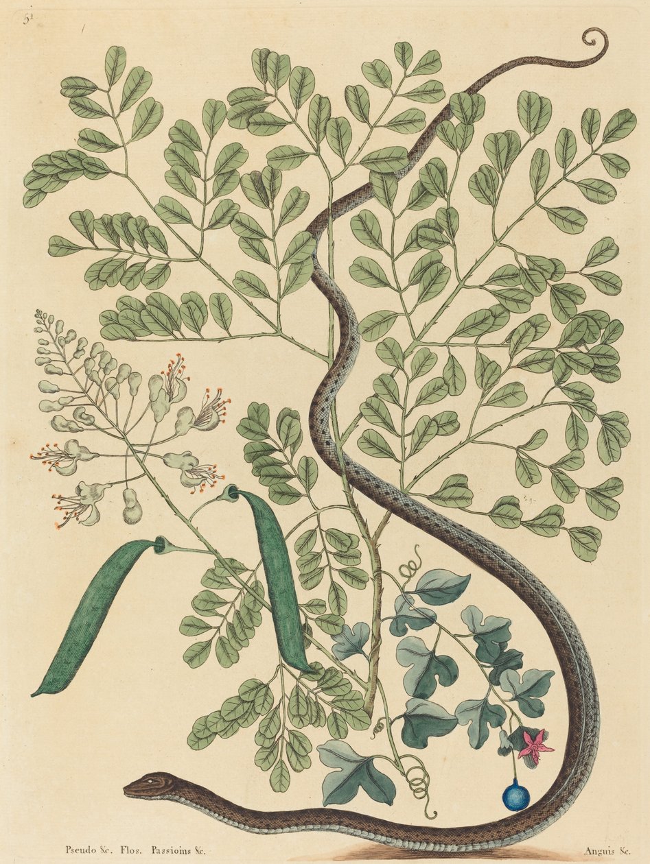 The Spotted Ribbon Snake Coluber nebulosus, publikoval 1731-1743. od Mark Catesby