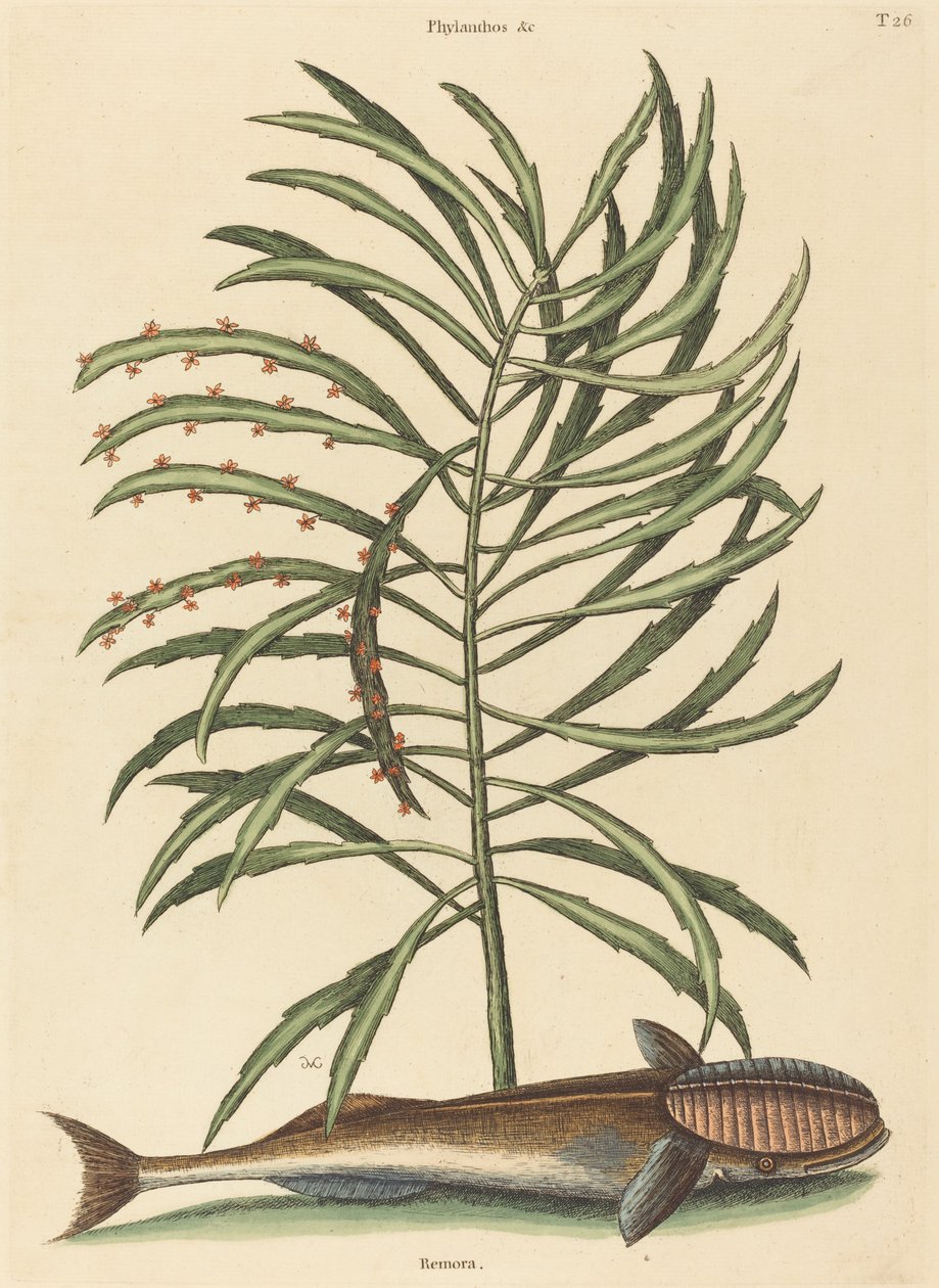 sací ryba (Echeneis naucratis) od Mark Catesby
