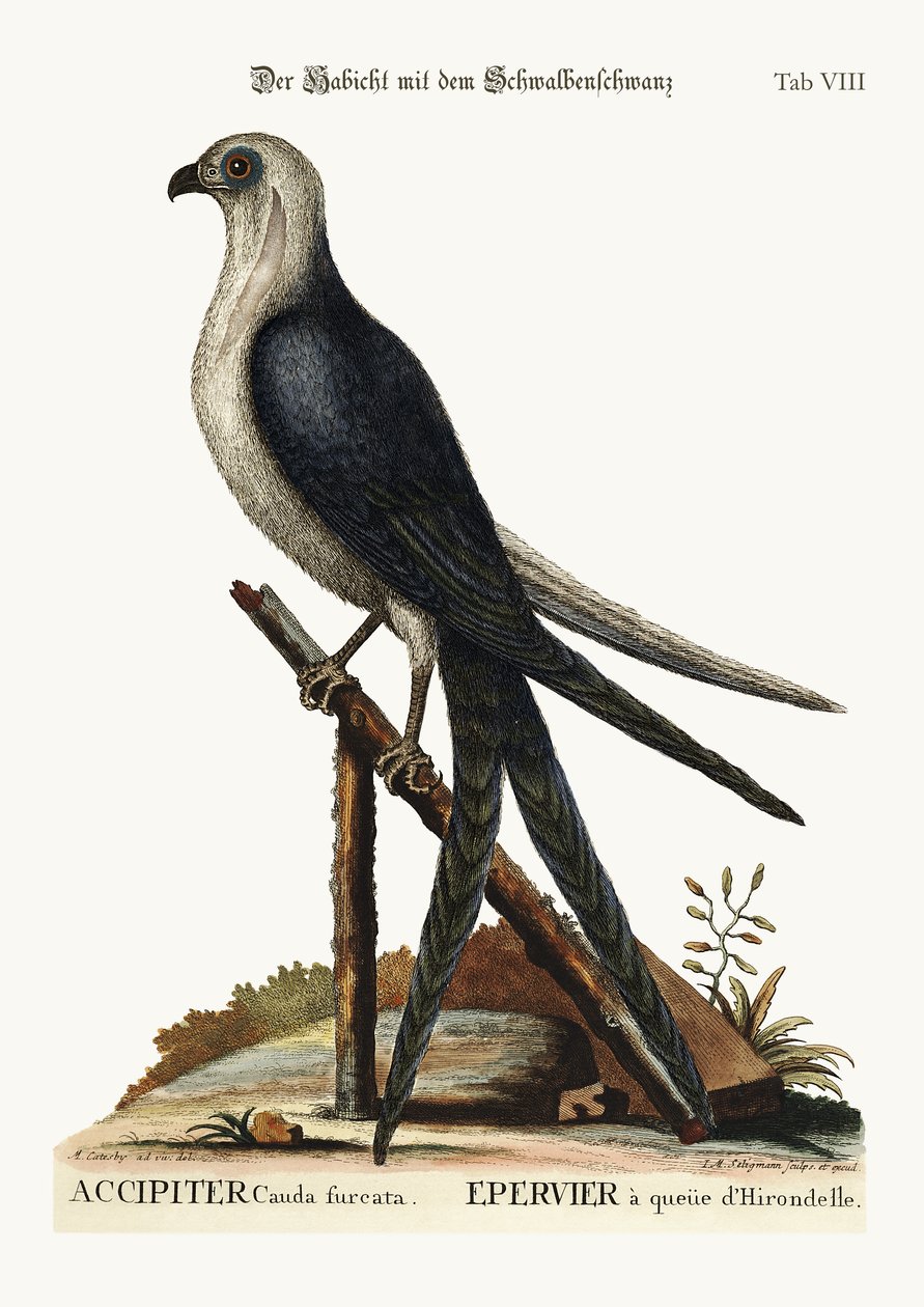 Jestřáb vlaštovčí, 1749-73 od Mark Catesby