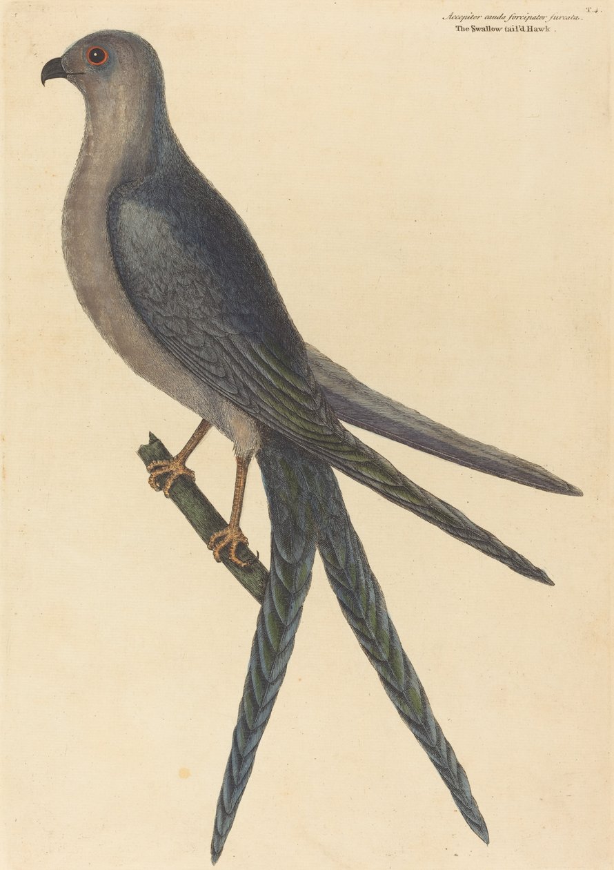 The Swallow Tail Hawk Falco furcatus, publikoval 1754. od Mark Catesby