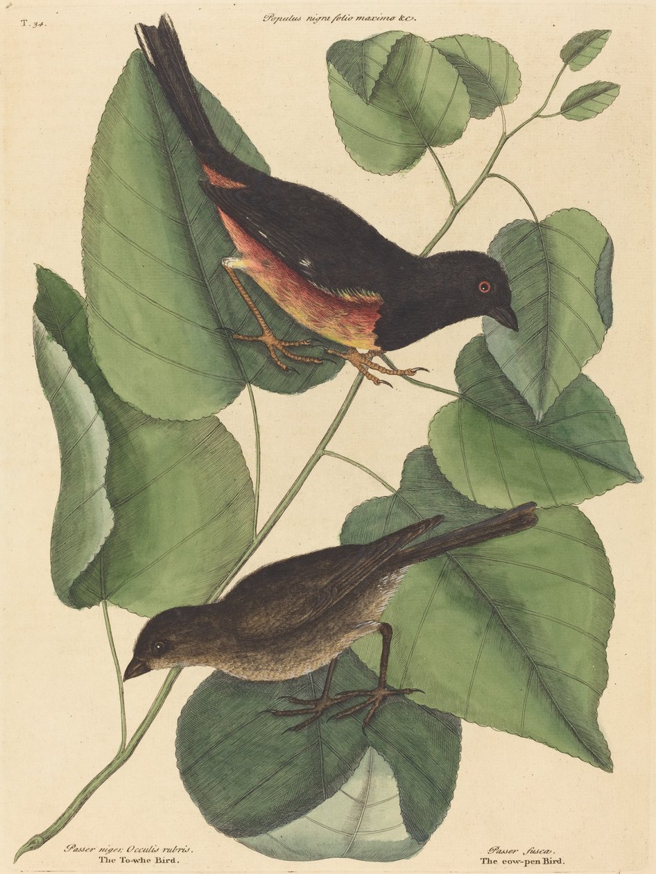The Towhe Bird (Fringilla erythrophthalma) od Mark Catesby