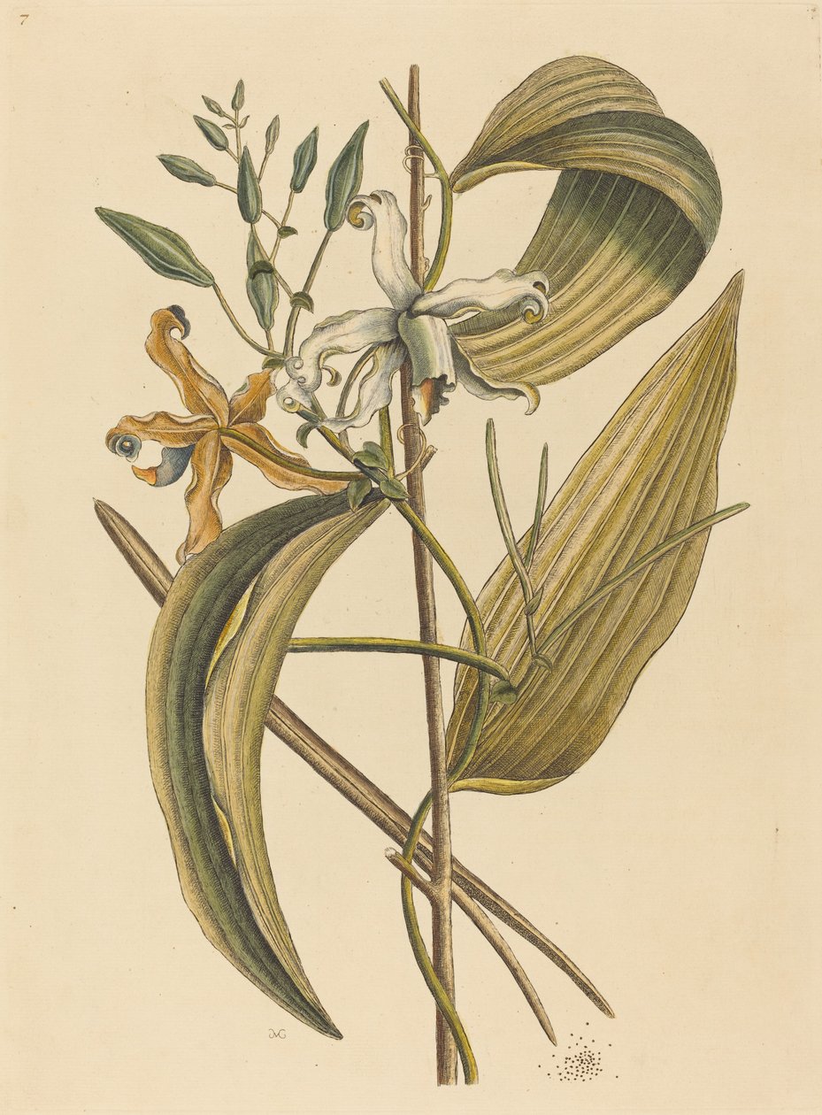 The Vanelloe Epidendrum Vanilla, publikoval 1731-1743. od Mark Catesby
