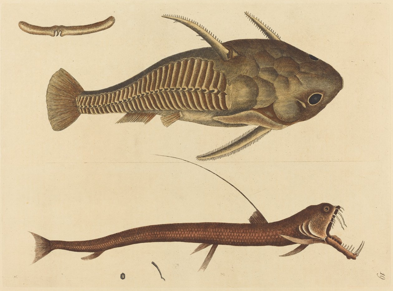 Zmije tlama (Silurus cataphractus) od Mark Catesby