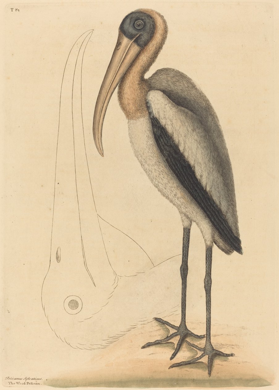 Dřevěný pelikán (Tantalus Loculator) od Mark Catesby