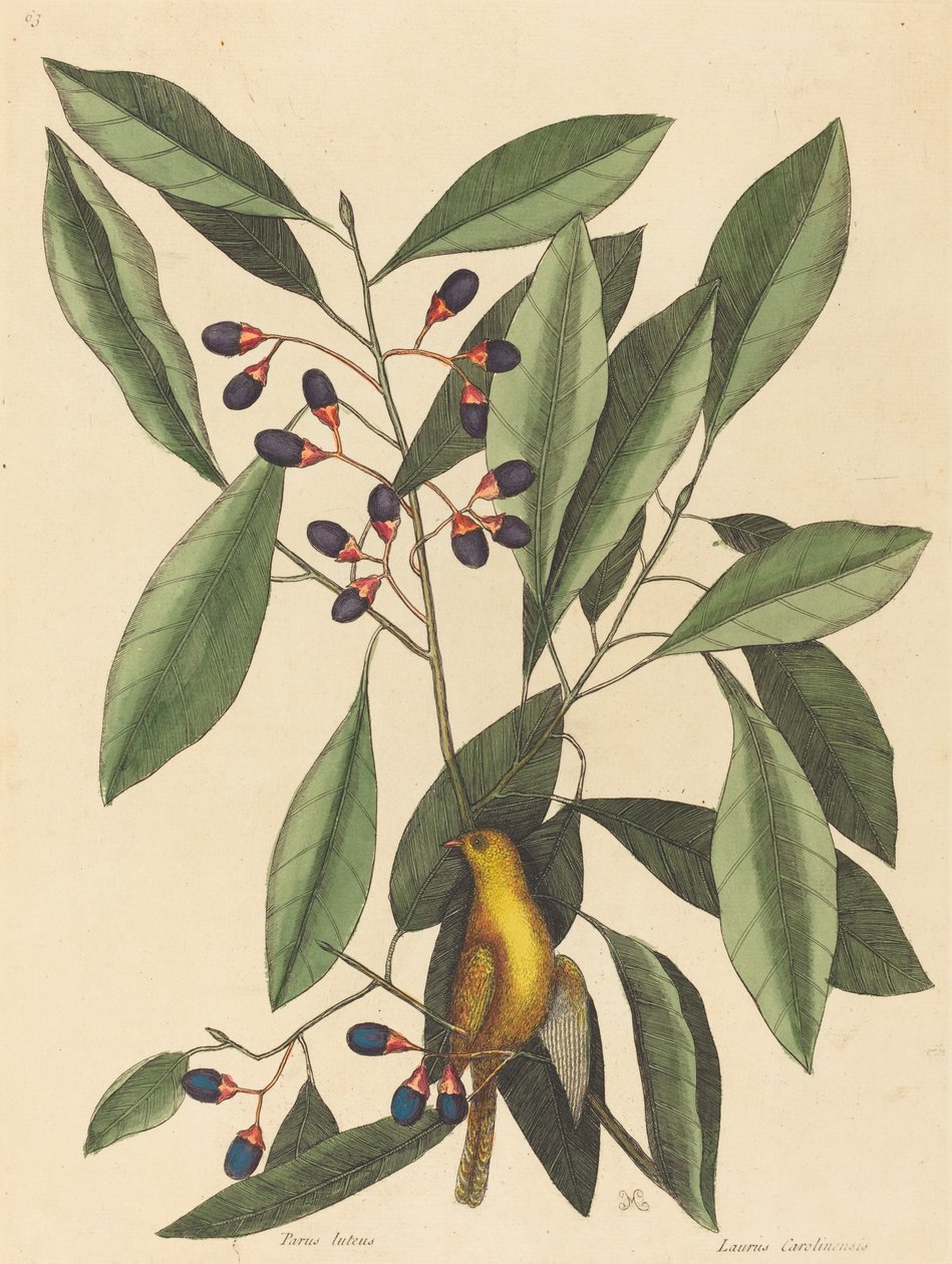 Sýkorka žlutá Motacilla trochilus, vydaná v roce 1754. od Mark Catesby
