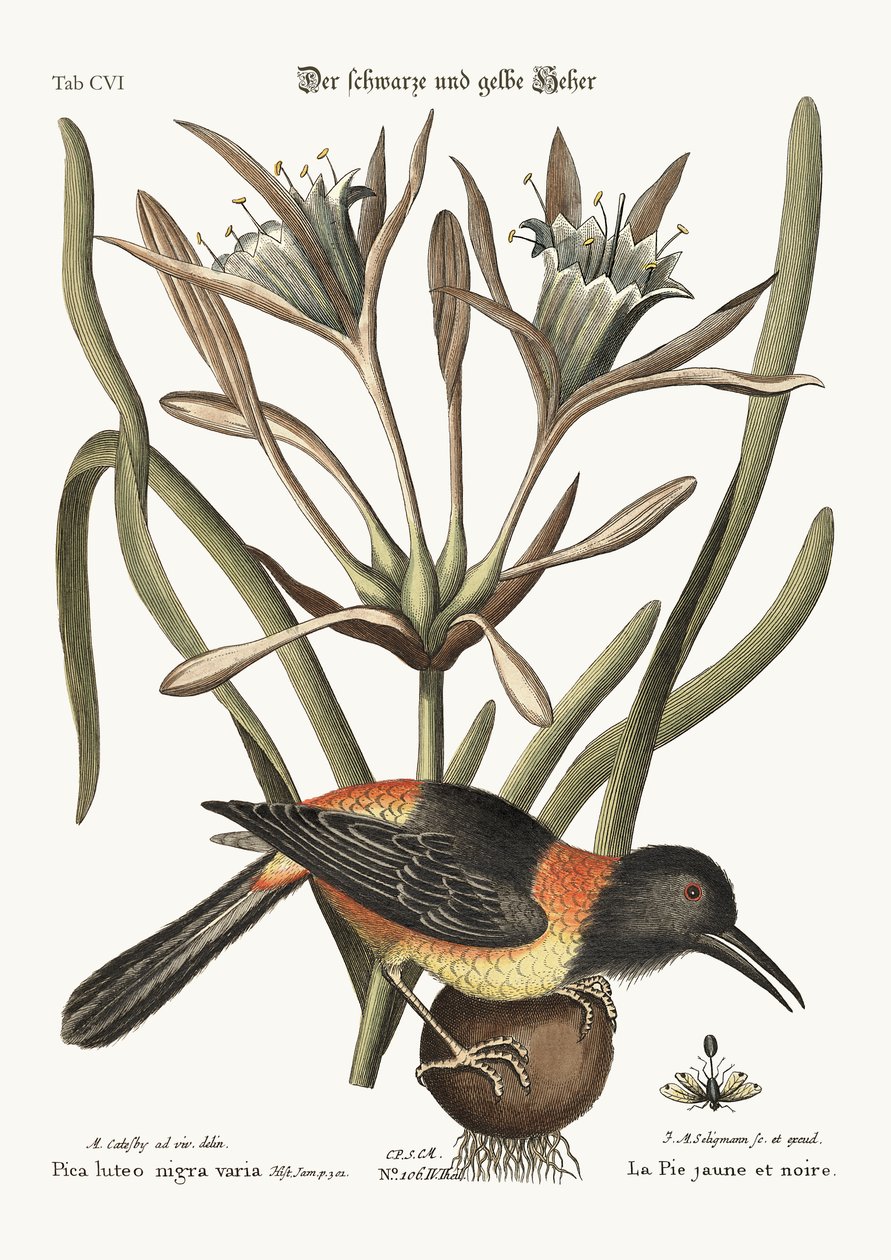 Žlutý a černý Pye, 1749-73 od Mark Catesby