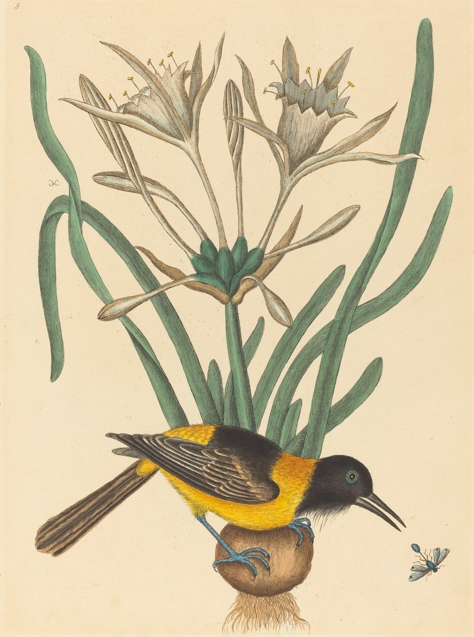 Žlutý a černý Pye Oriolus Icterus, publikoval 1731-1743. od Mark Catesby