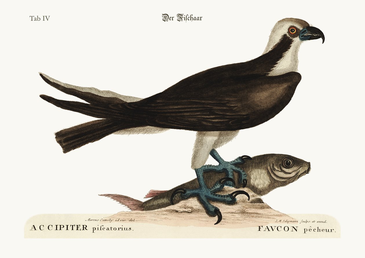 Rybářský jestřáb, 1749-73 od Mark Catesby