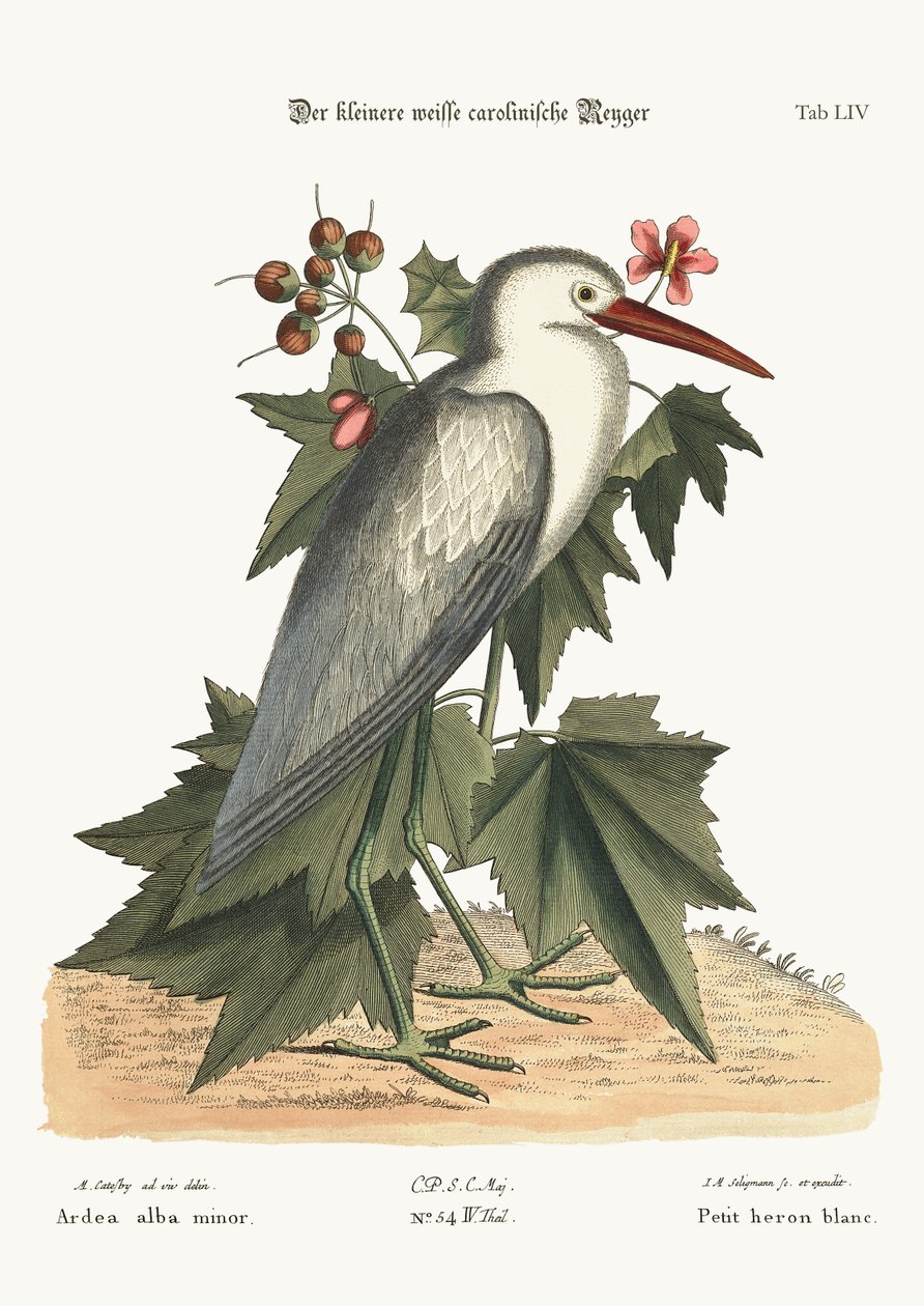 Malá bílá volavka, 1749-73 od Mark Catesby