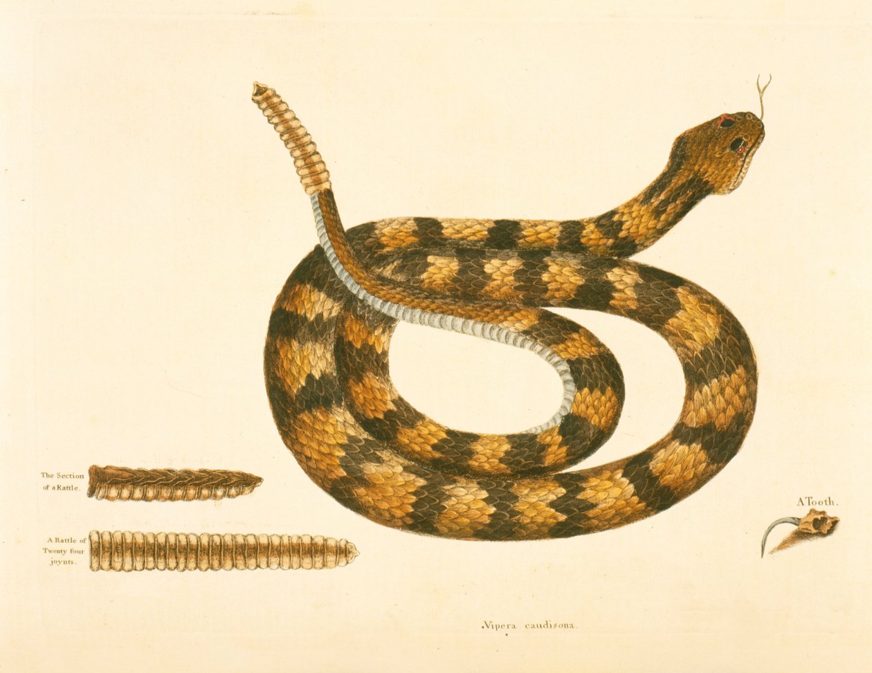 Viper Caudison Snake, Rattlesnake, deska 41, sv. 1, z „Přírodní historie Karolíny, Floridy a Baham“ od Mark Catesby