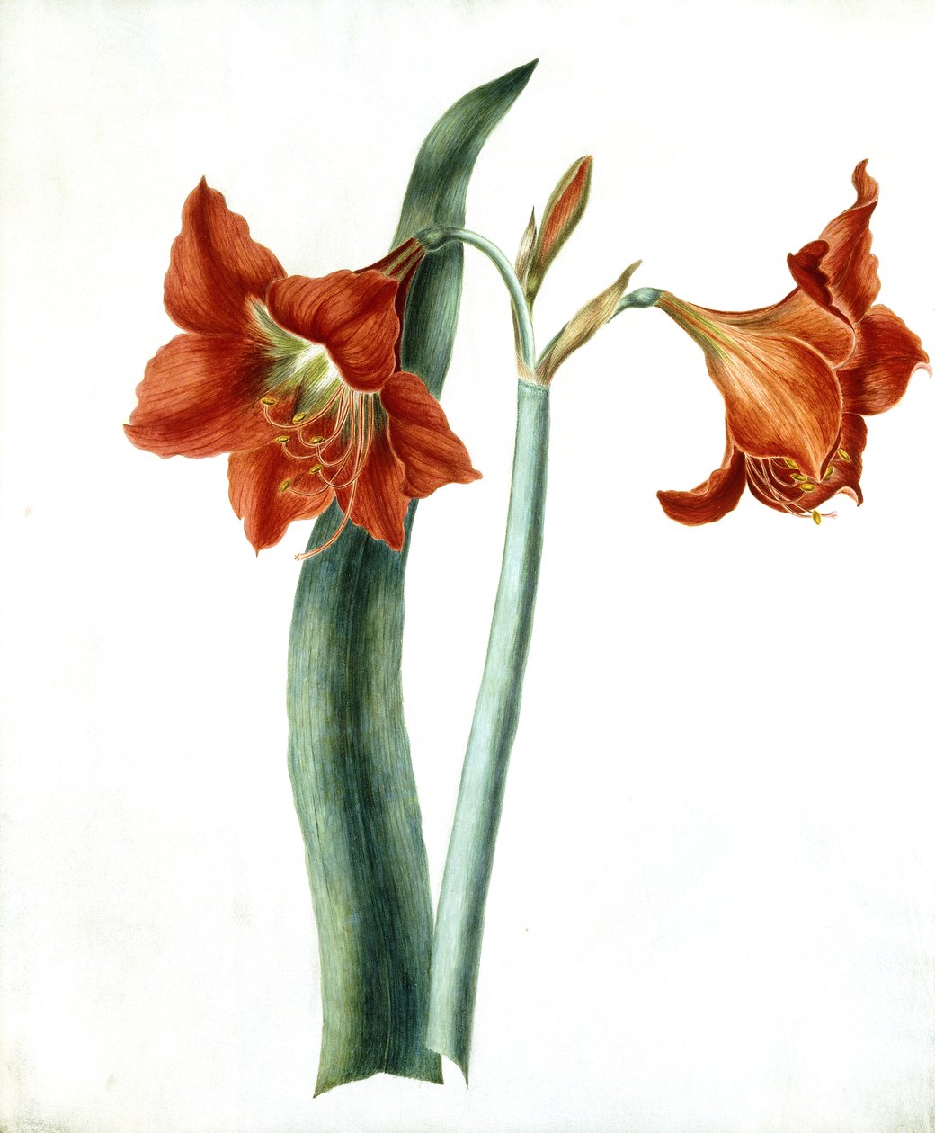 Amaryllis, kolem roku 1790 od Martha Tuthill
