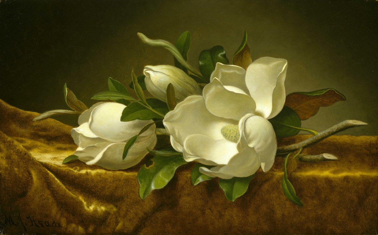 Magnolie na zlaté sametové tkanině od Martin Johnson Heade