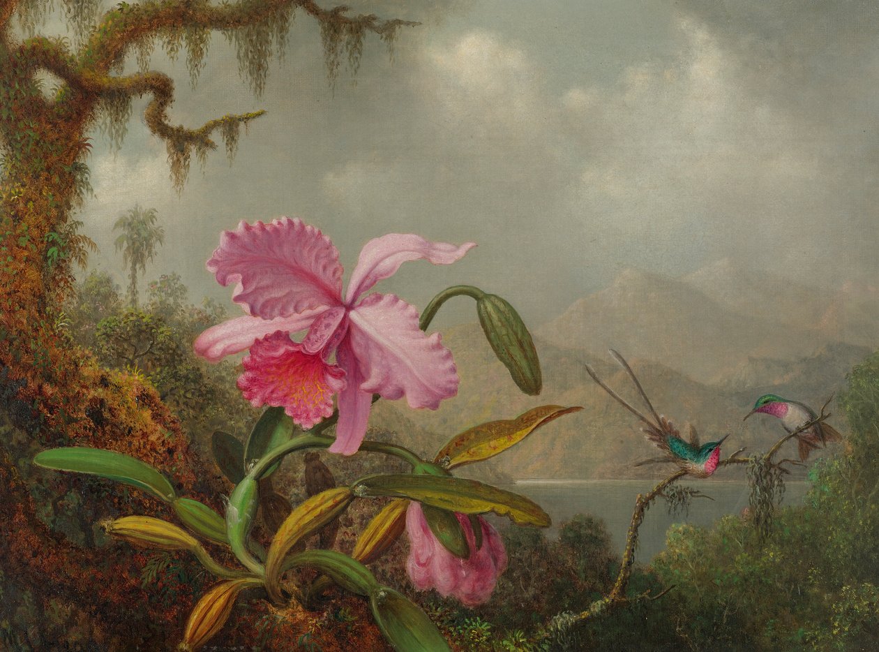 Orchideje a kolibříci od Martin Johnson Heade