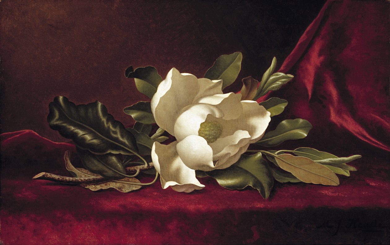 Magnolia Blossom, 1888 od Martin Johnson Heade