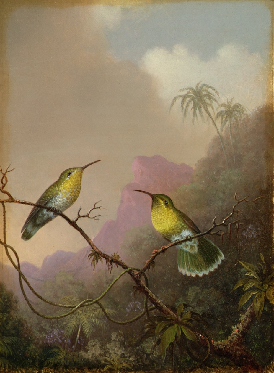 Dva kolibříci, kolem 1865-75 od Martin Johnson Heade