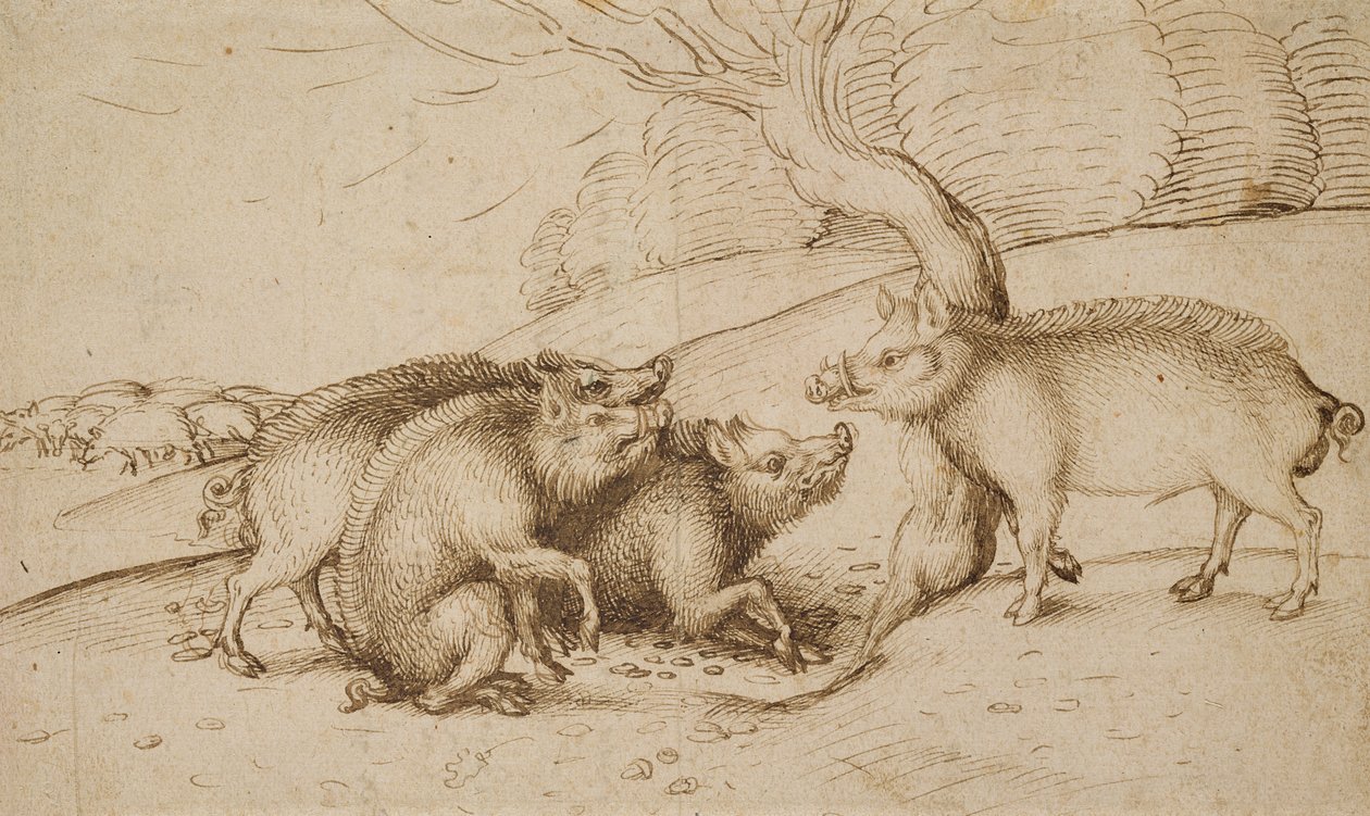 The Boar Family (pero a inkoust na bílém papíře) od Martin Schongauer