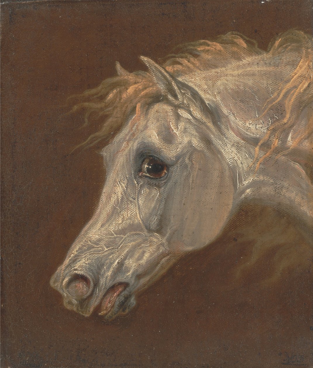 Hlava šedého arabského koně od Martin Theodore Ward