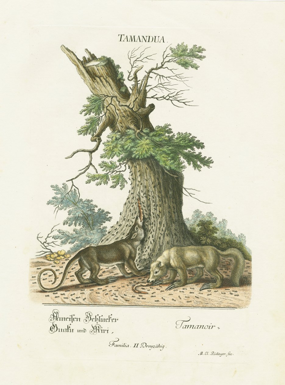 Malí mravenečníci pod stromem od Martin Elias Ridinger