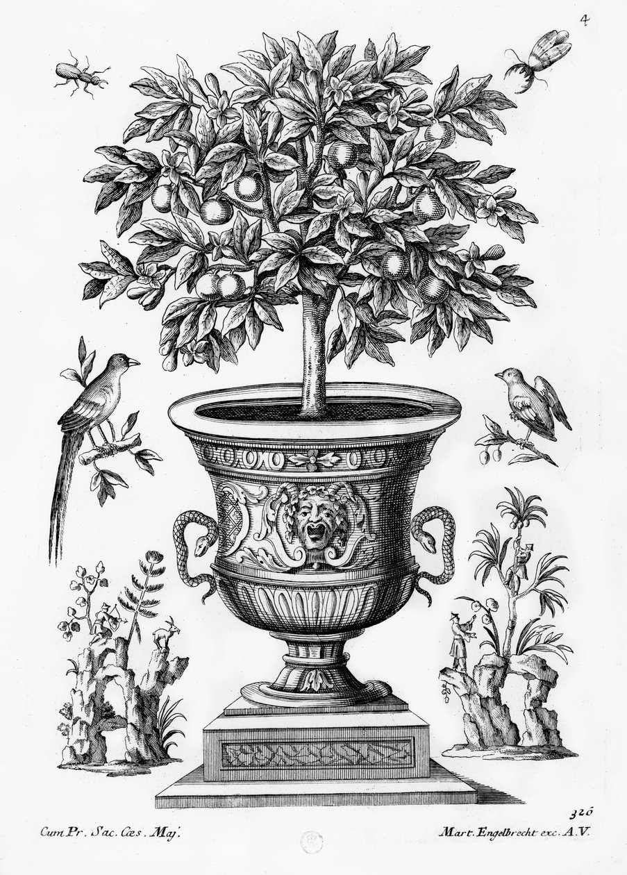 Citrusové stromy, kolem 1735 od Martin Engelbrecht