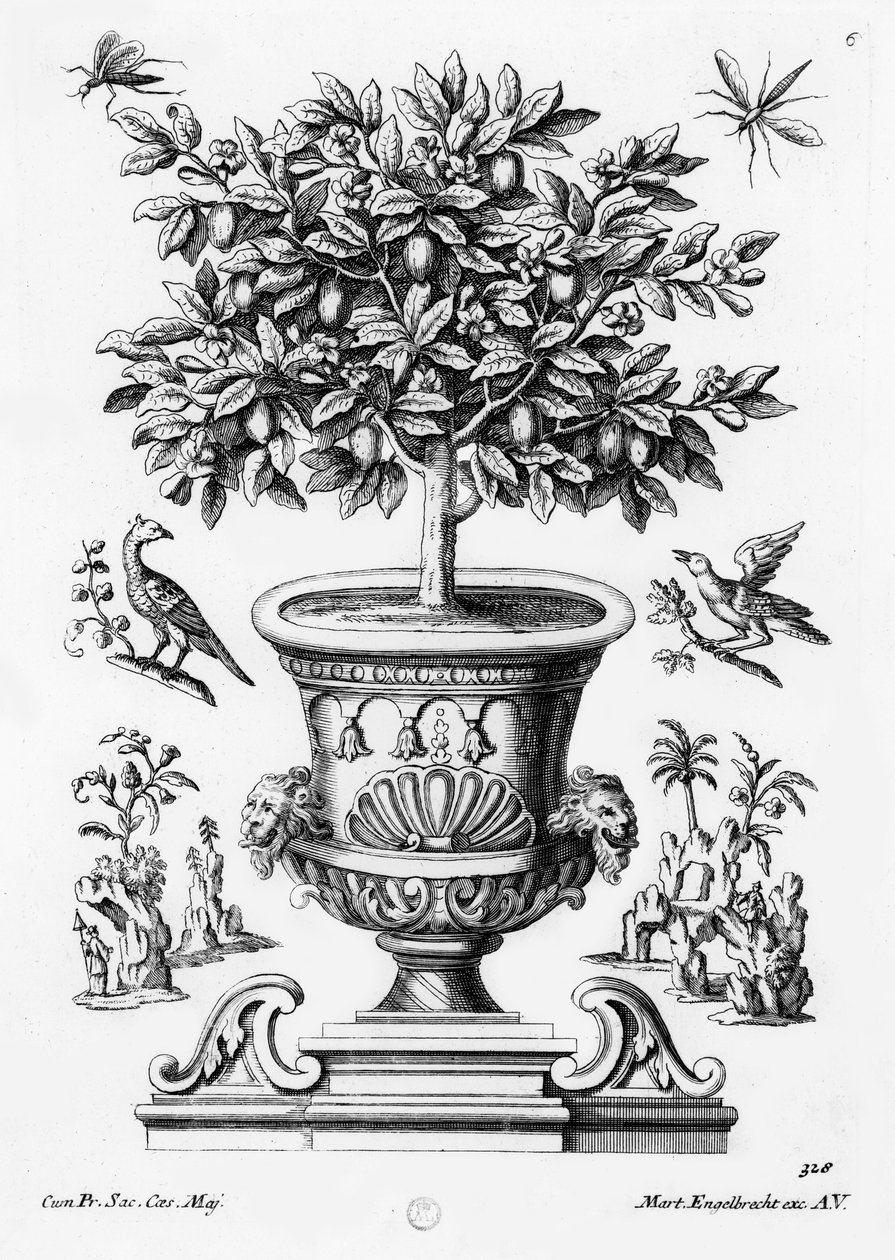 Citrusové stromy, kolem 1735 od Martin Engelbrecht