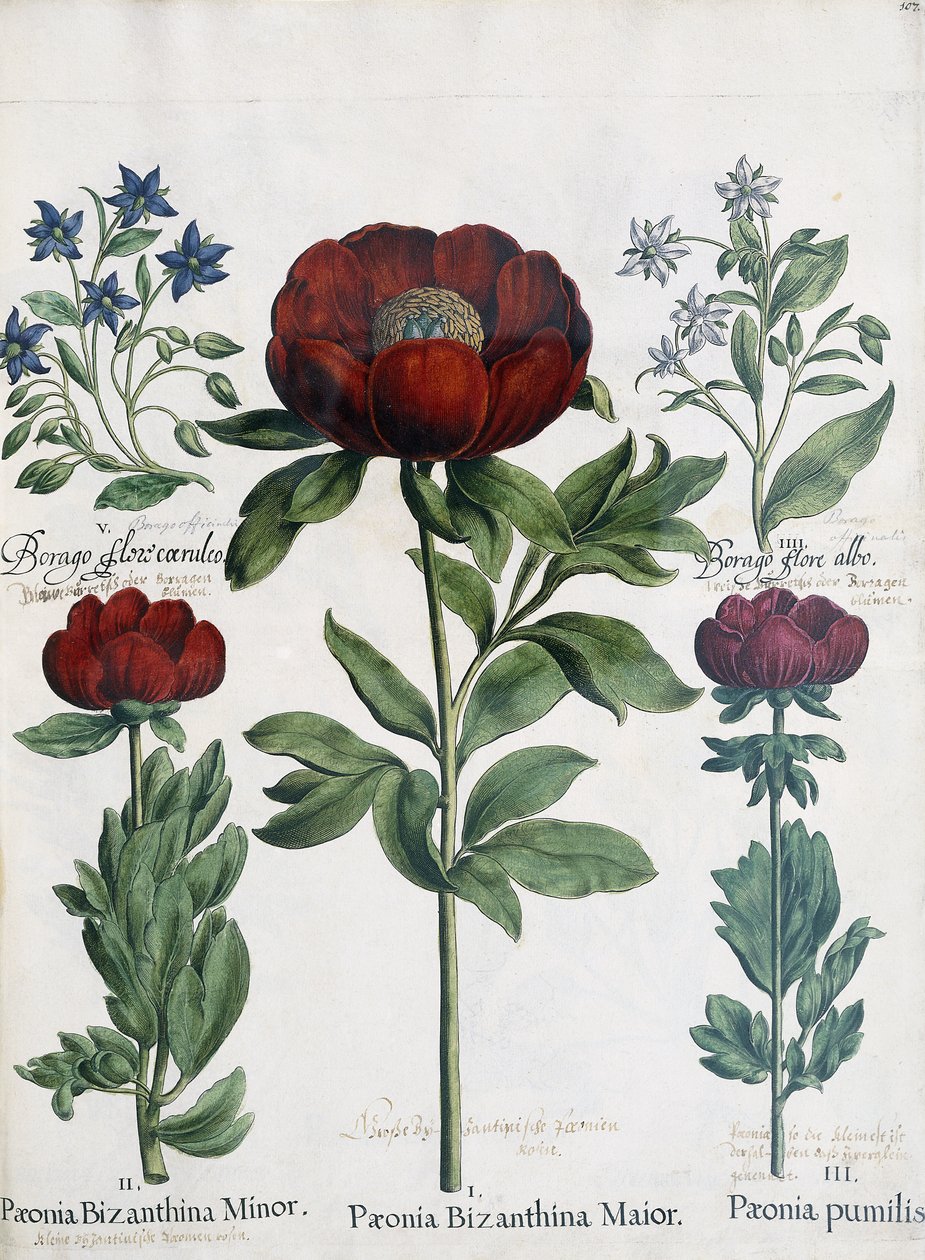 Tři druhy pivoněk, 1613 od Martin I Mytens