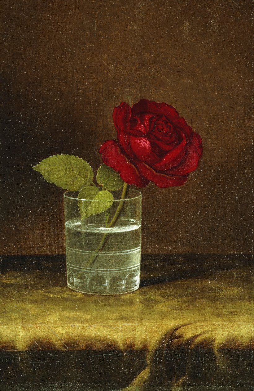 Červená růže, od Martin Johnson Heade