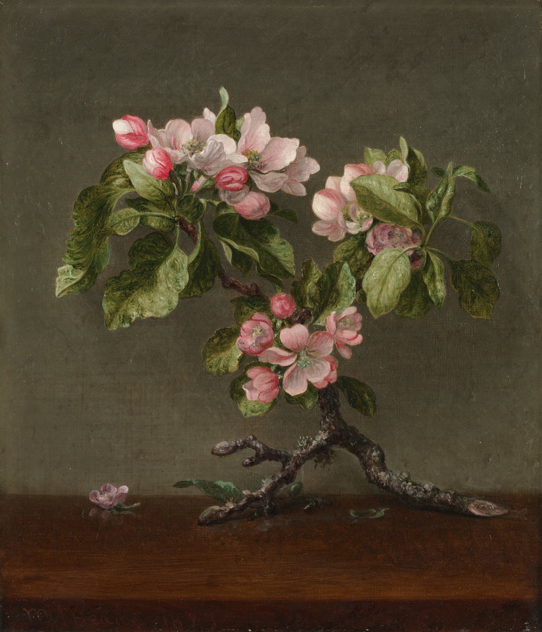 Jabloňové květy od Martin Johnson Heade