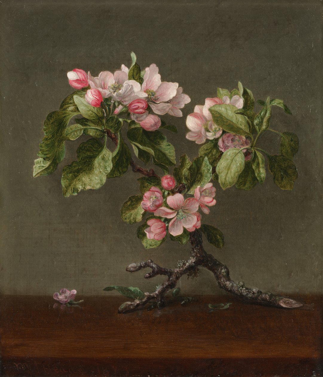 Apple Blossoms, 1873. od Martin Johnson Heade