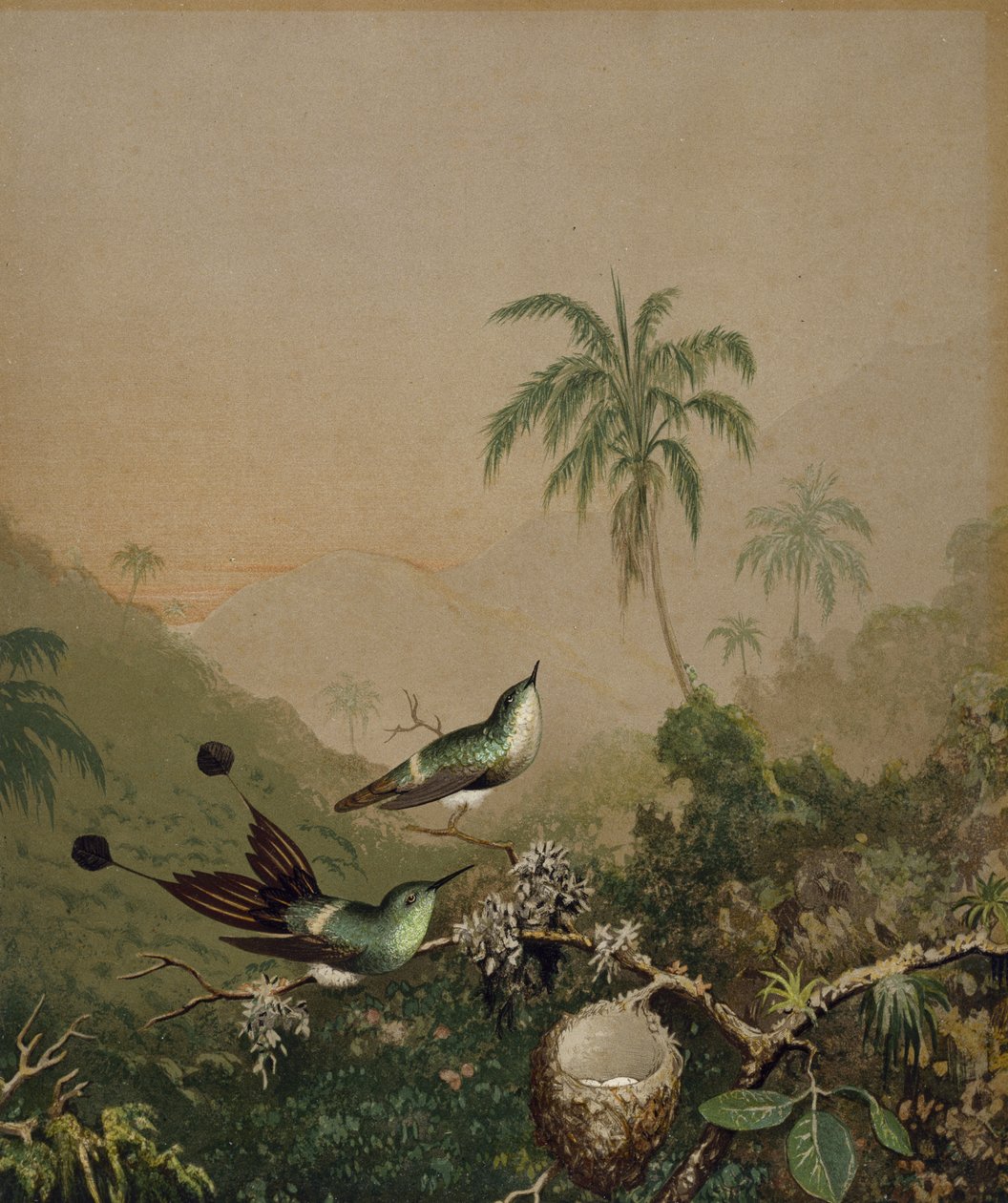 Brazilští kolibříci II, c. 1864-1865 (chromolitografie s ručně nanášenou olejovou barvou na papíře) od Martin Johnson Heade