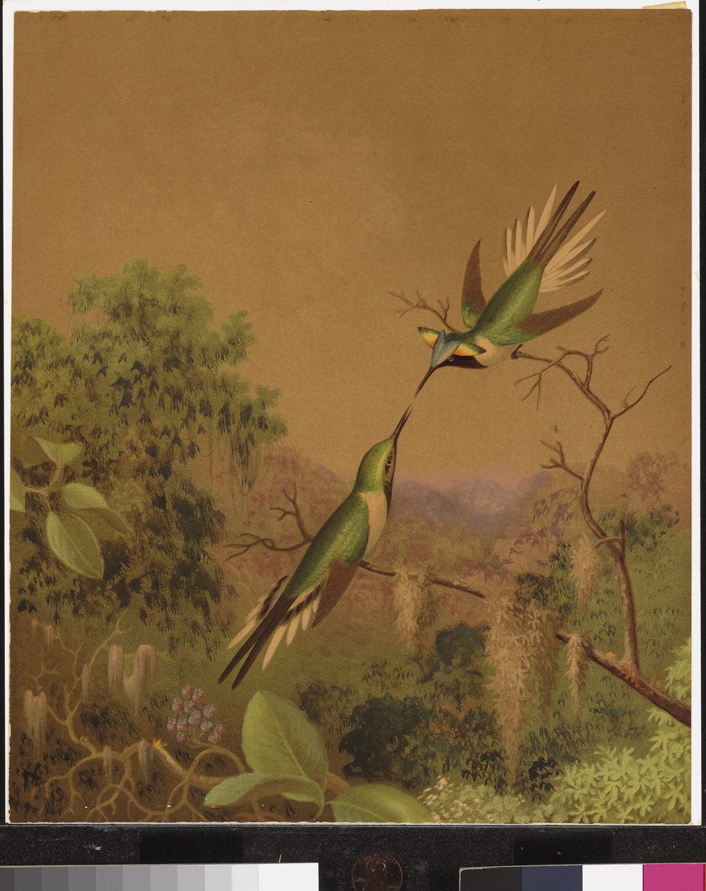 Brazilští kolibříci IV od Martin Johnson Heade
