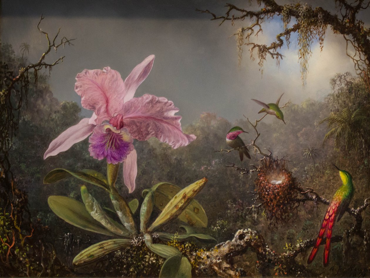 Orchidej Cattelya a tři brazilští kolibříci od Martin Johnson Heade