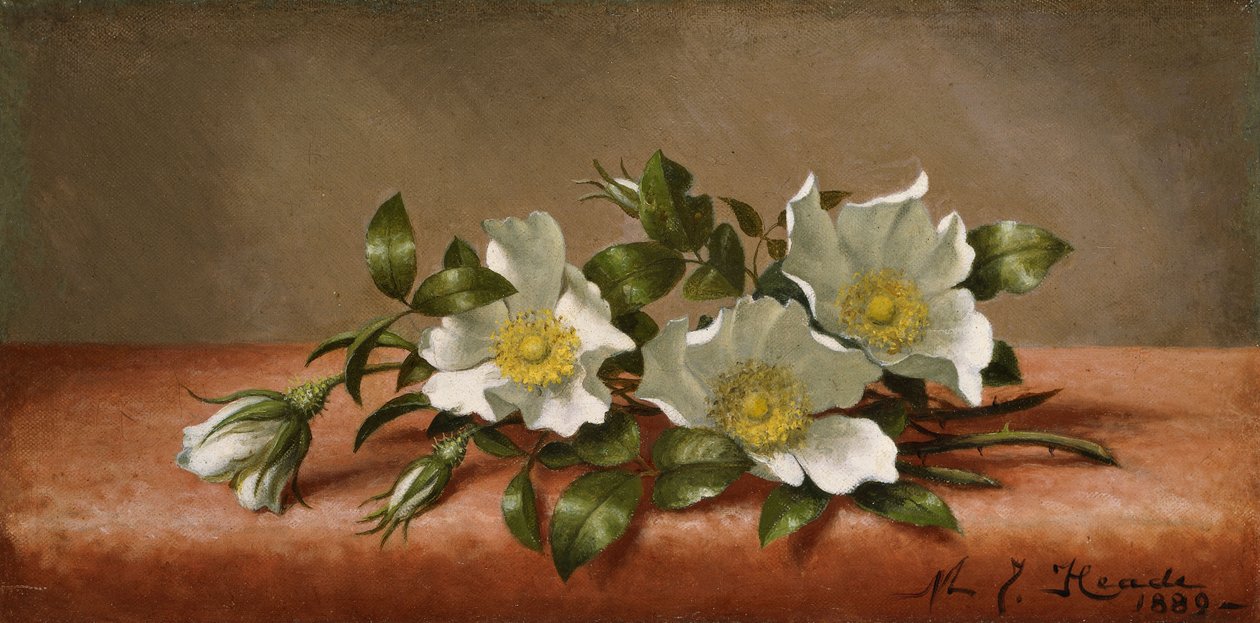 Čerokíjské růže od Martin Johnson Heade