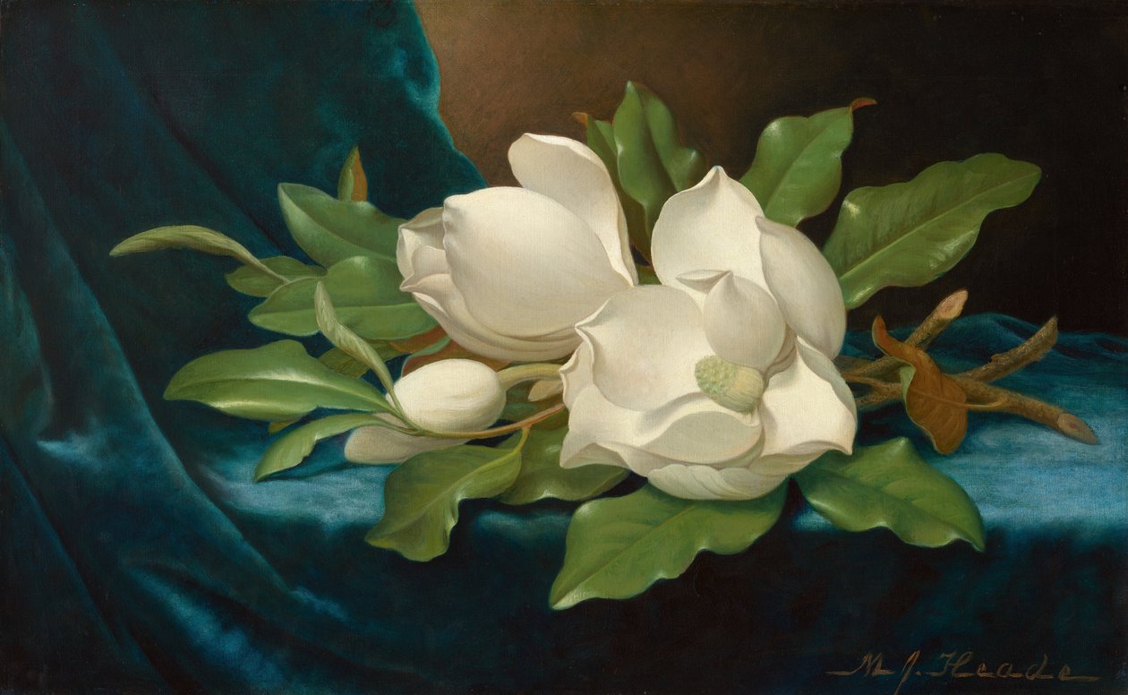 Obří magnólie na modré sametové látce od Martin Johnson Heade