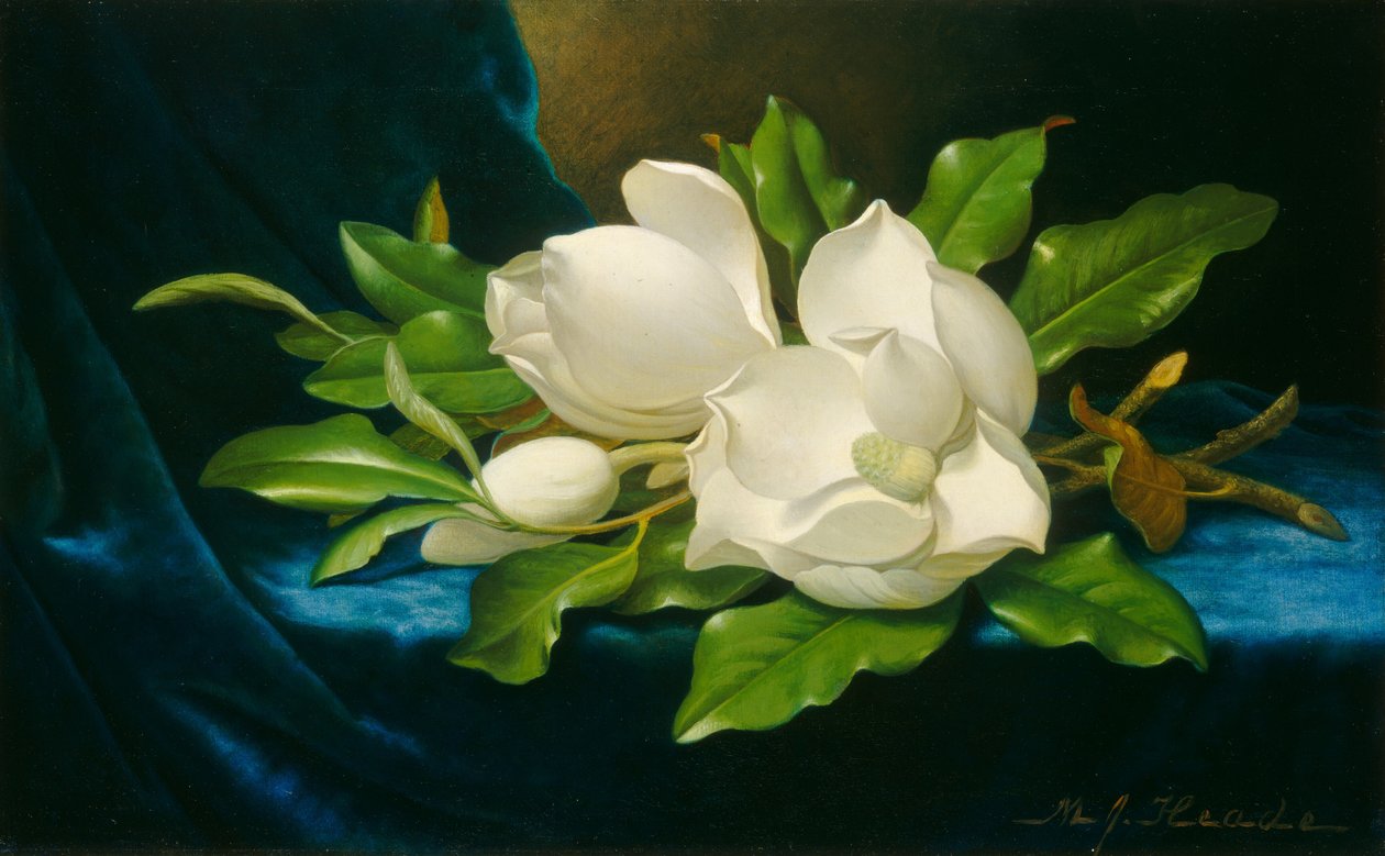 Obří magnólie na modrém sametovém plátně, c. 1890. od Martin Johnson Heade