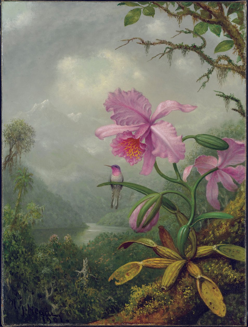 Kolibřík posazený na rostlinu orchideje, 1901 od Martin Johnson Heade