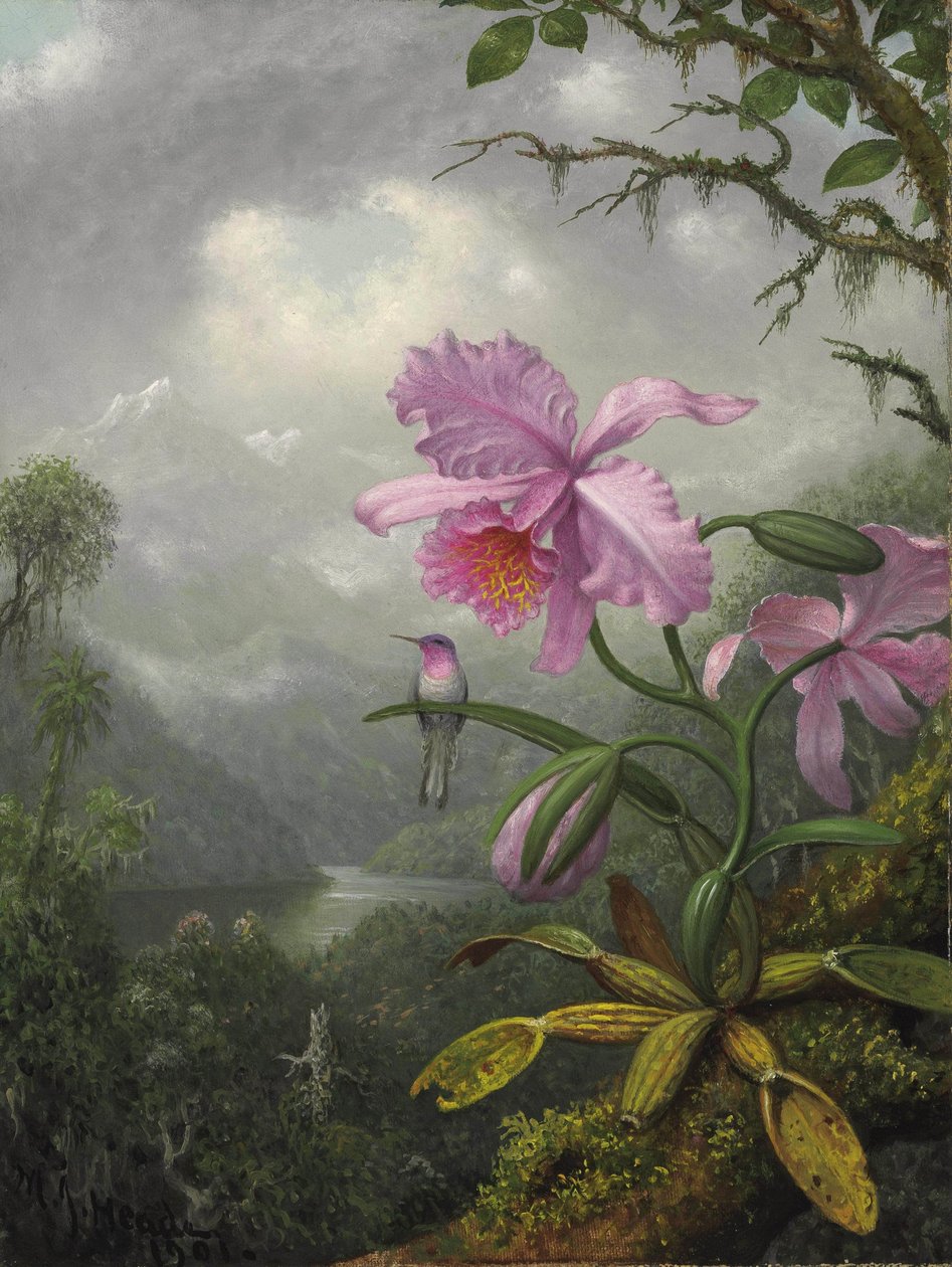 Kolibřík sedící na rostlině orchideje od Martin Johnson Heade