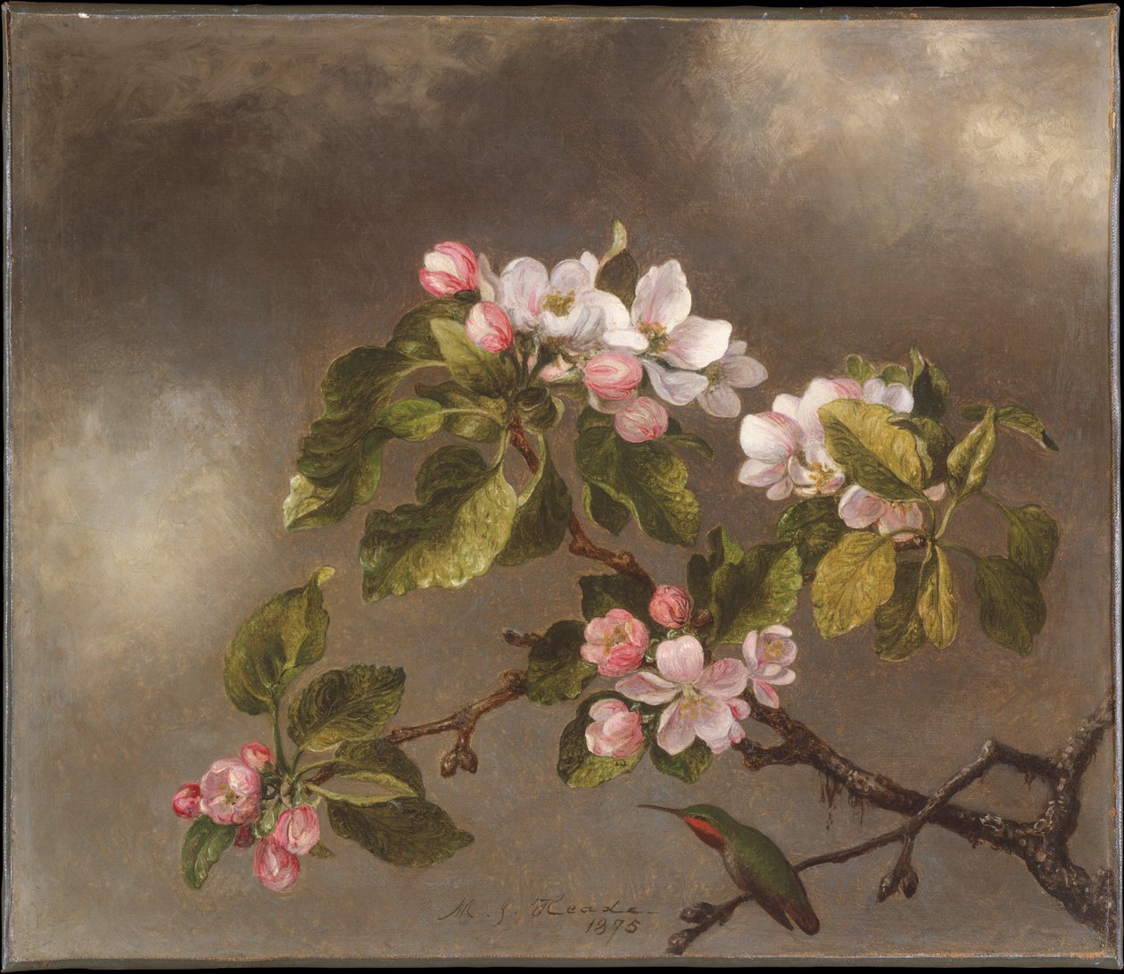 Kolibřík a jabloňové květy od Martin Johnson Heade