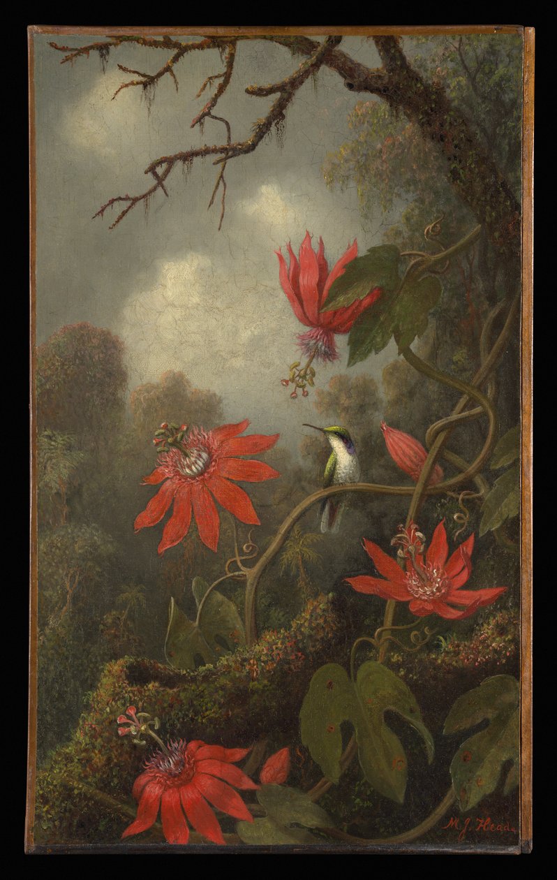 Kolibřík a mučenky od Martin Johnson Heade
