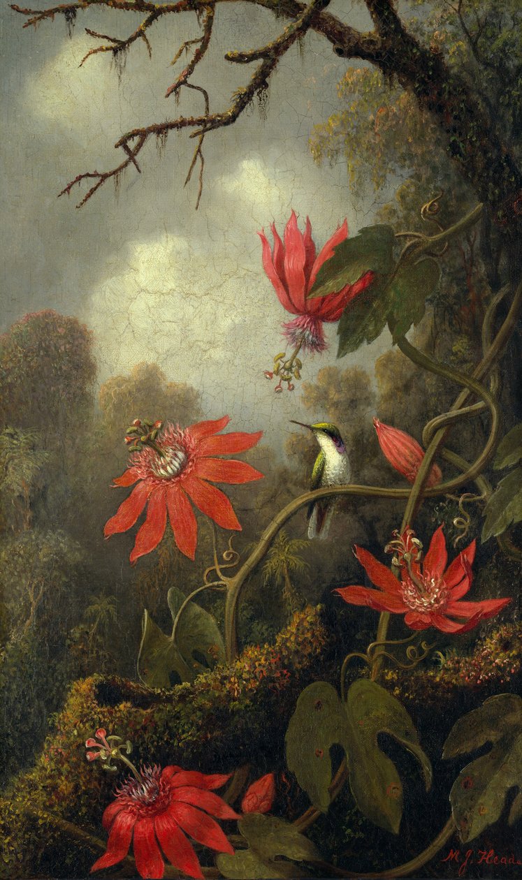 Kolibřík a mučenky, kolem 1875–85 od Martin Johnson Heade
