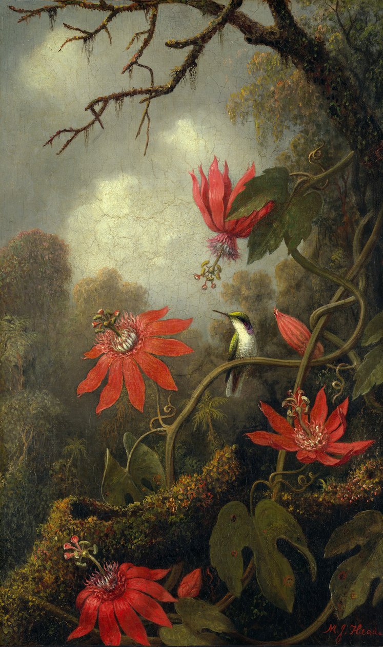 Kolibřík a mučenka, ca. 1875-85. od Martin Johnson Heade