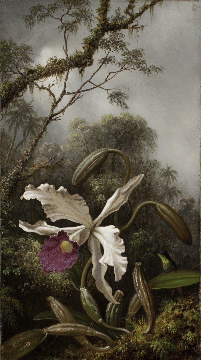 Kolibřík s bílou orchidej, 1875-1885 od Martin Johnson Heade