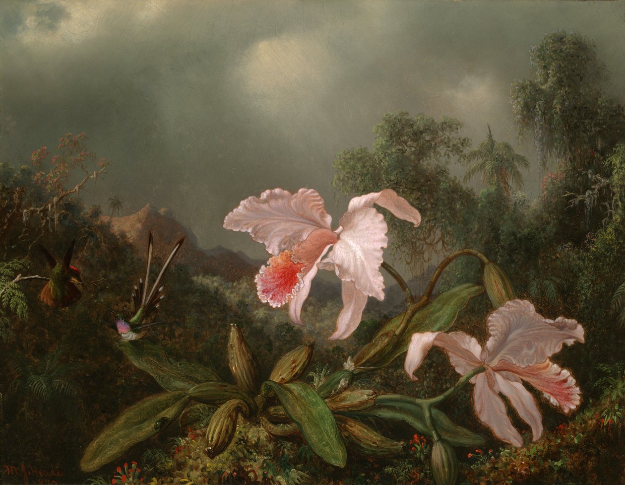 Džunglové orchideje a kolibříci od Martin Johnson Heade