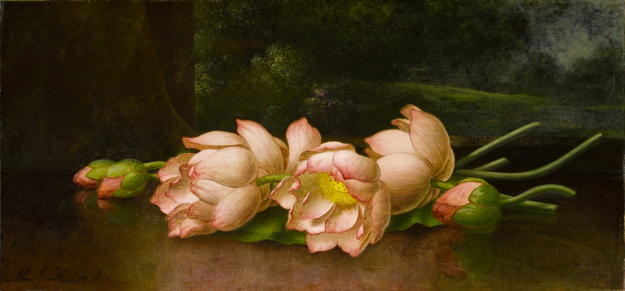 Lotosové květy: krajinomalba v pozadí, cca 1885-1900 (olej na plátně) od Martin Johnson Heade