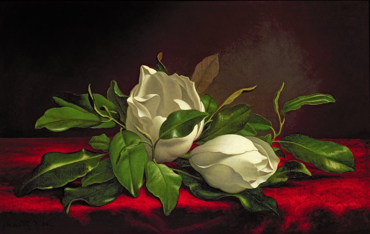Magnolia od Martin Johnson Heade